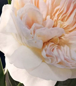 Chloe Signature Geparfumeerde Bodylotion 200 ml Bodylotions & Bodymilks